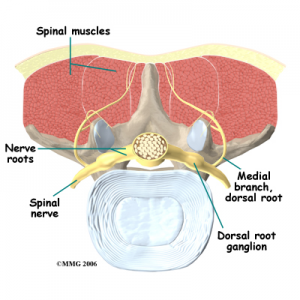 Spinal Facet Joints Low Back Pain