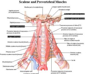 Deep Neck Flexor training to decrease neck pain